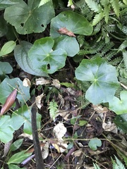 Hydrocotyle callicephala