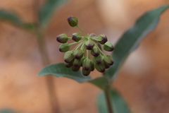 Asclepias hypoleuca