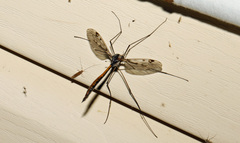 Tipula metacomet