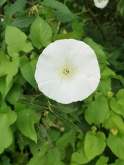 Calystegia silvatica