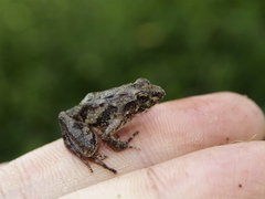 Phrynobatrachus acridoides