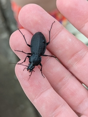 Carabus vinctus