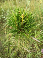 Pinus sylvestris