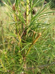 Pinus sylvestris