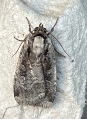 Eueretagrotis sigmoides