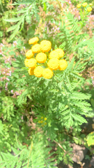 Tanacetum vulgare