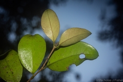 Gossia fragrantissima