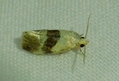 Phalonidia lepidana