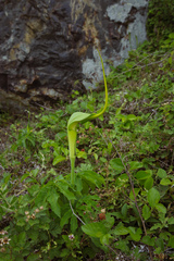Arisaema heterophyllum