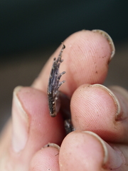 Phrynobatrachus acridoides