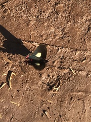 Mimoides lysithous rurik