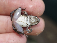 Phrynobatrachus acridoides