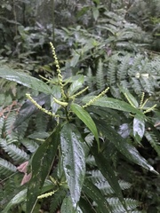 Acalypha brasiliensis