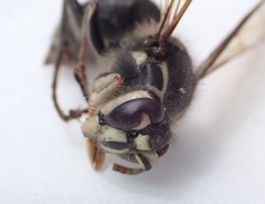 Dolichovespula maculata
