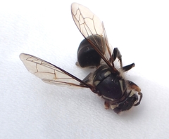 Dolichovespula maculata