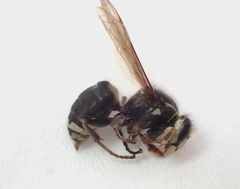 Dolichovespula maculata