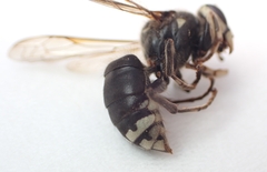 Dolichovespula maculata