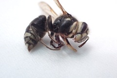 Dolichovespula maculata