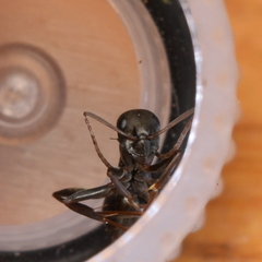 Formica microphthalma