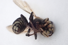 Dolichovespula maculata