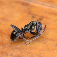 Formica microphthalma