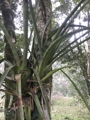 Aechmea distichantha
