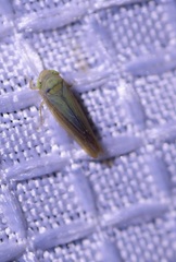 Gloridonus