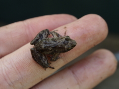 Phrynobatrachus acridoides