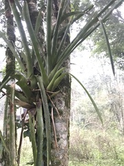 Aechmea distichantha