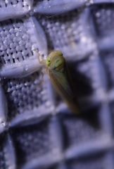 Gloridonus