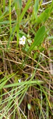 Euphrasia wettsteinii