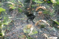 Agelena labyrinthica