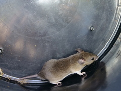 Saccostomus campestris