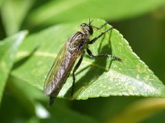 Eutolmus rufibarbis