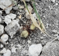 Dasymutilla holotricha