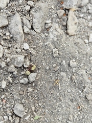 Dasymutilla holotricha