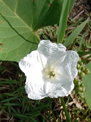 Ipomoea saopaulista