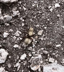 Dasymutilla holotricha