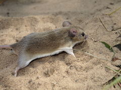 Saccostomus campestris