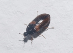 Reesa vespulae