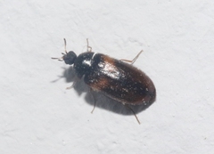 Reesa vespulae