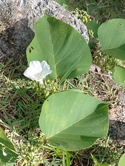 Ipomoea saopaulista