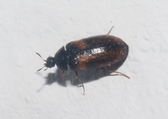 Reesa vespulae