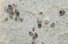 Corythucha confraterna