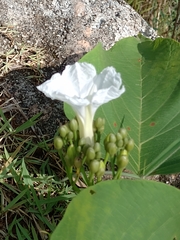 Ipomoea saopaulista