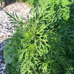 Ambrosia artemisiifolia