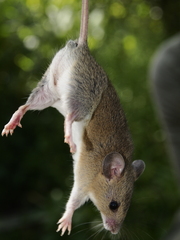 Saccostomus campestris