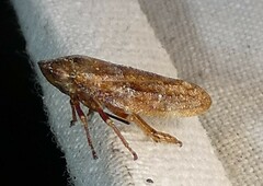 Aphrophora saratogensis