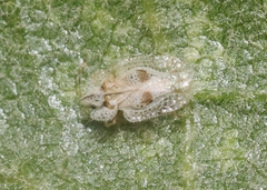 Corythucha confraterna