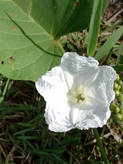 Ipomoea saopaulista